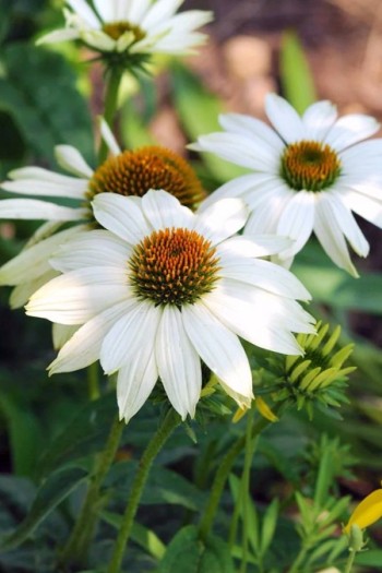 Эхинацея пурпурная Вайт (цветы белые) | Echinacea purpurea ’White Swan’ | Ехінацея пурпурна Вайт (квіти білі)